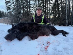 2026 wolf hunt by three peak outfitters in alberta