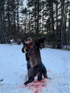 2026 wolf hunt by three peak outfitters in alberta