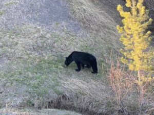 Three Peak Outfitters black bear hunt pic flatbush alberta