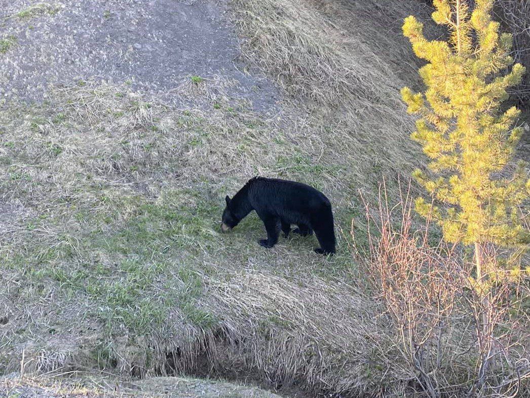 Three Peak Outfitters black bear hunt pic flatbush alberta