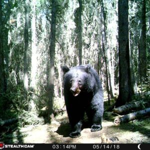 Three Peak Outfitters black bear on stealth camera