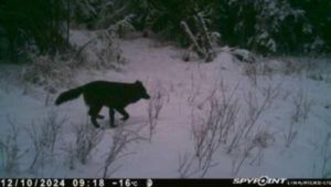 Three Peak Outfitters black wolf on hunting camera flatbush alberta