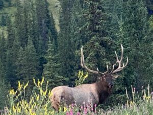 Three Peak Outfitters elk hunt standing in front of trees