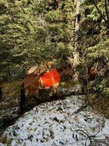 Three Peak Outfitters flatbush alberta donkey in forest with moose antlers successful moose hunt