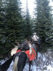 Three Peak Outfitters flatbush alberta riding horses through trees with moose antlers successful moose hunt