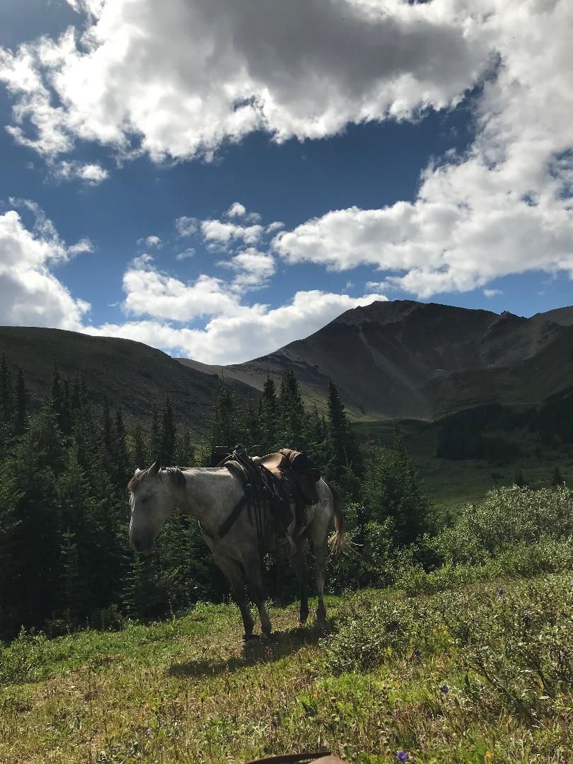 Three Peak Outfitters flatbush alberta saddled horse with beautiful mountain scenery