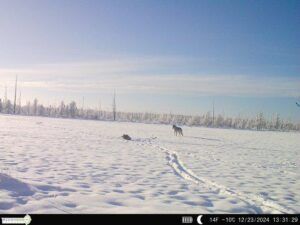 Three Peak Outfitters grey wolf on hunting camera flatbush alberta