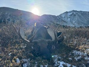 Three Peak Outfitters moose hunt early winter in the mountains alberta