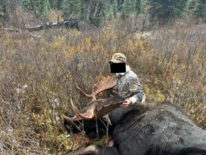 Moose Hunt in Alberta Canada