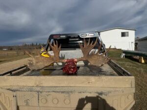 Moose Hunt in Alberta Canada