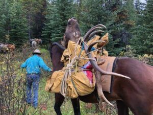 Three Peak Outfitters successful elk hunt on horseback