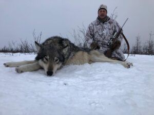 Three Peak Outfitters wolf hunt northern alberta