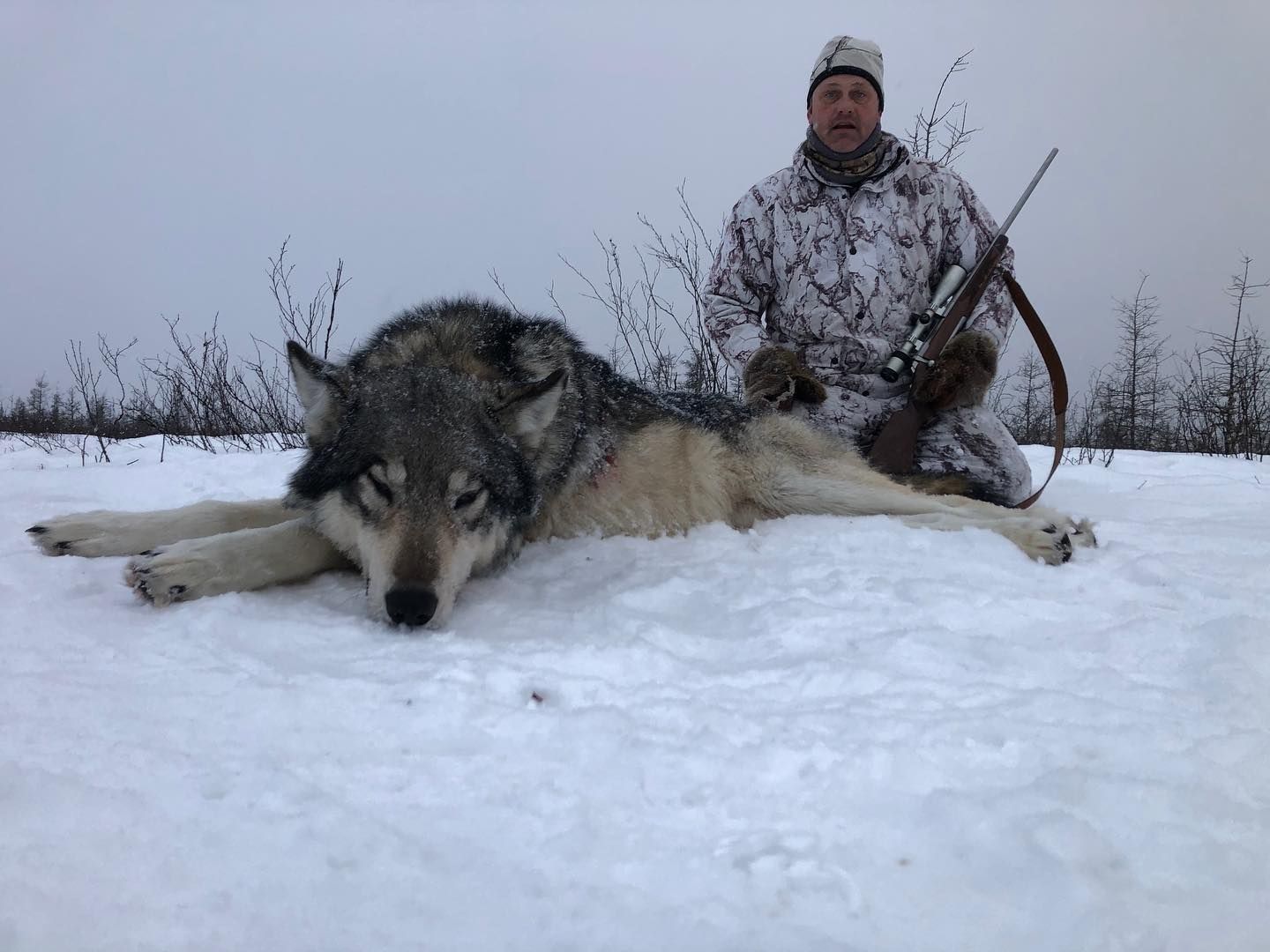 Three Peak Outfitters wolf hunt northern alberta