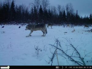 Three Peak Outfitters wolf hunt northern alberta