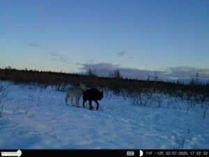 Three Peak Outfitters wolf hunt northern alberta