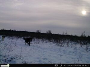 Three Peak Outfitters wolf hunt northern alberta