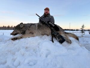 Three Peak Outfitters wolf hunt flatbush Alberta