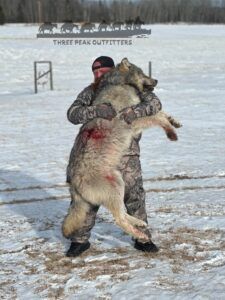 Three Peak Outfitters wolf hunt northern alberta