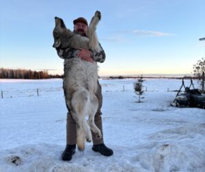 Three Peak Outfitters wolf hunt flatbush Alberta