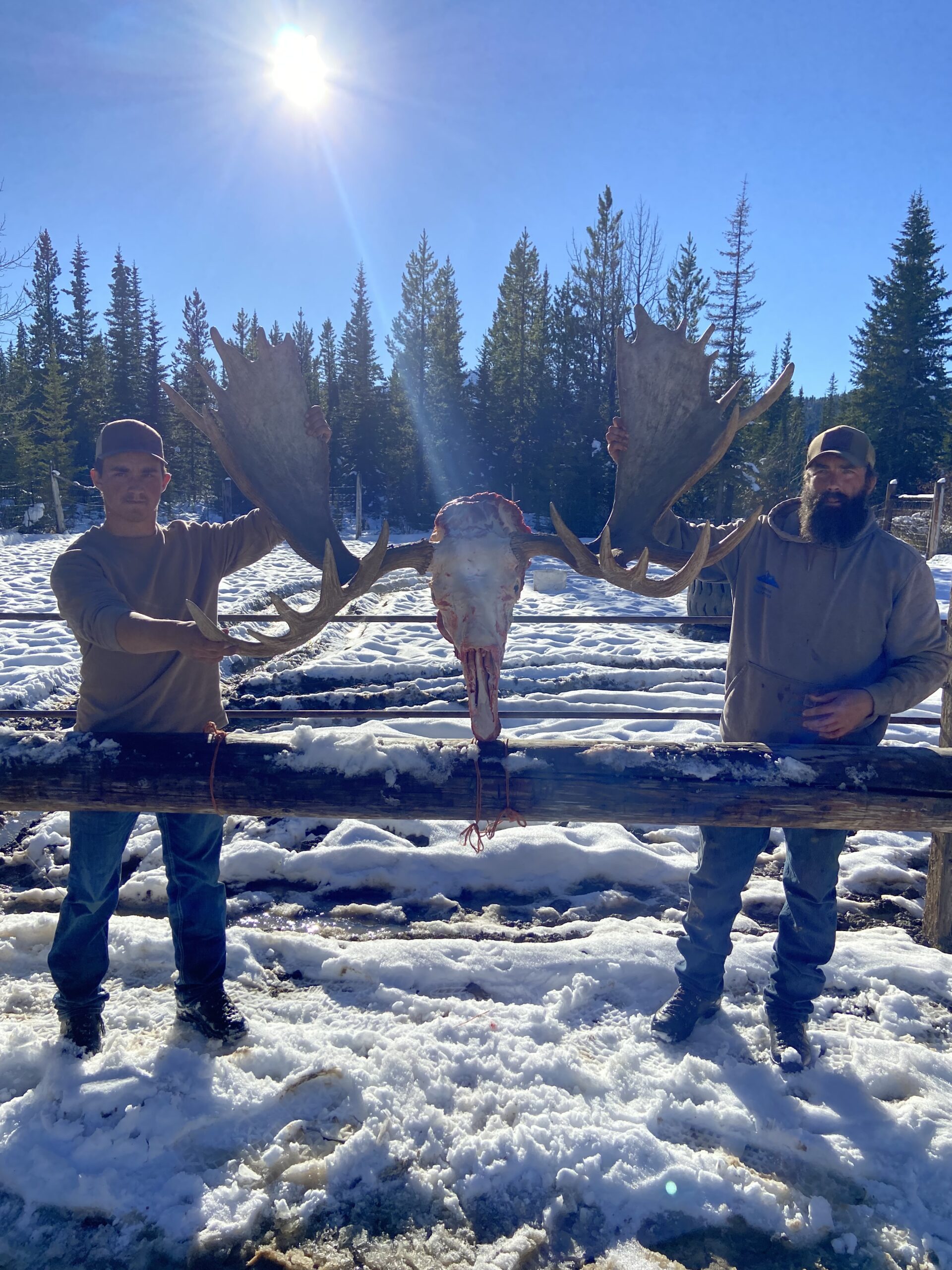 moose hunt 2025 three peak outfitters alberta (2)