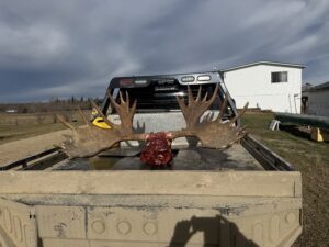 moose hunt 2025 three peak outfitters alberta (2)