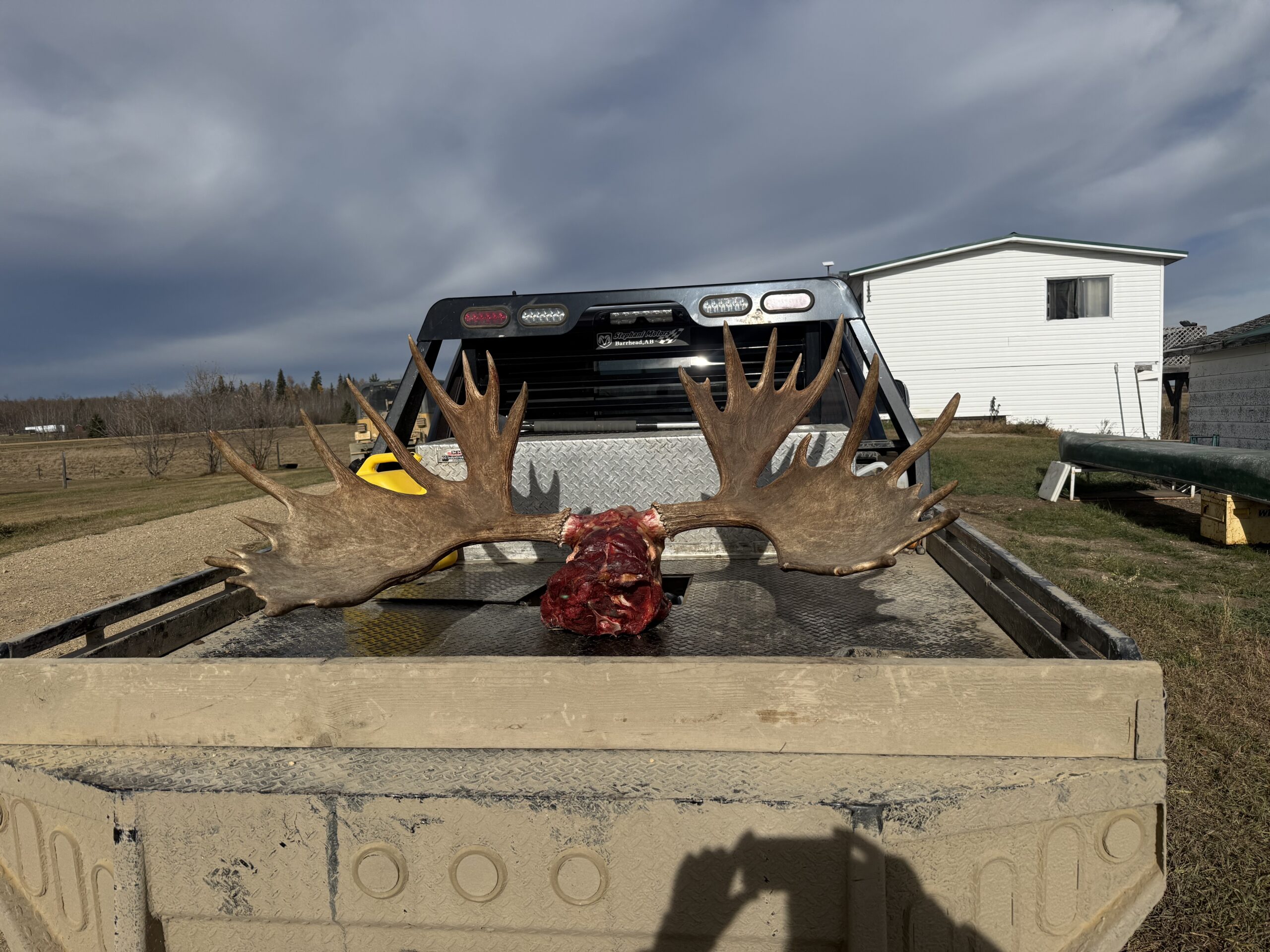 moose hunt 2025 three peak outfitters alberta (2)