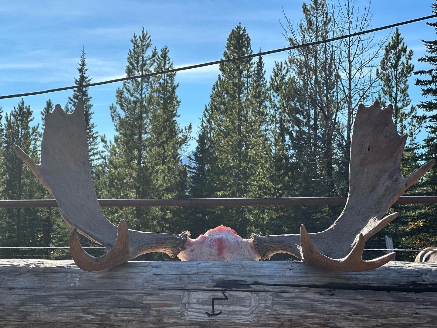 Three Peak Outfitters moose skull and antlers on fence flatbush alberta