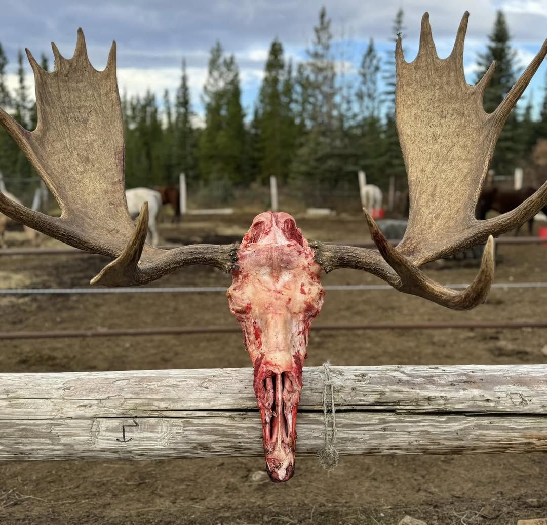 Three Peak Outfitters moose skull and antlers on fence flatbush alberta