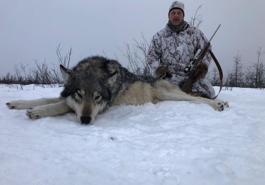 Three Peak Outfitters wolf hunt